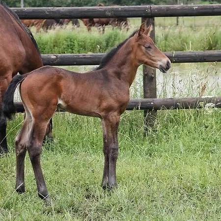 Au Coeur D'un Haras Avec Acces A L'etang * Chasse