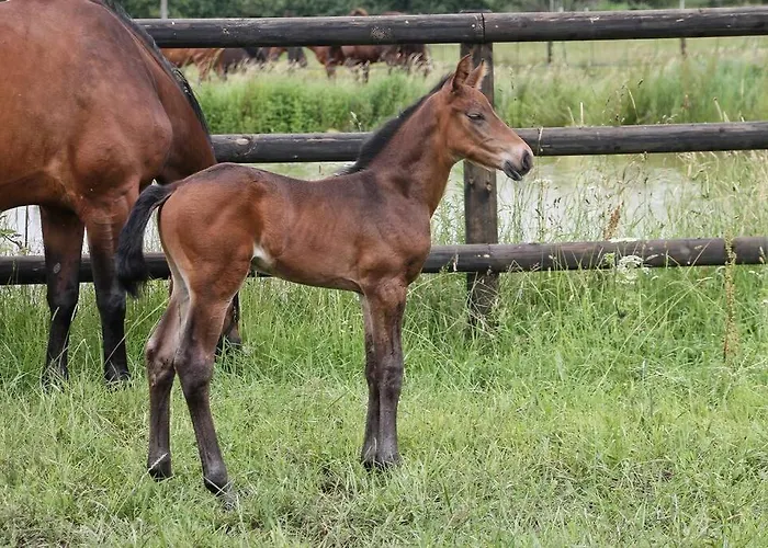 Au Coeur D'un Haras Avec Accès à L'étang * Chasse